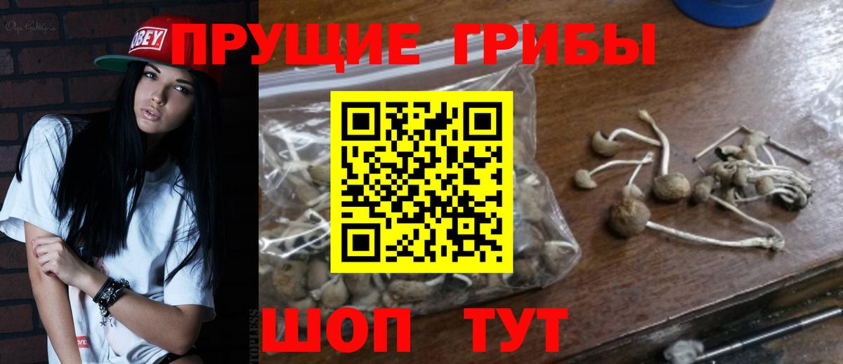 Саратов  Галлюциногенные грибы мицелий  закладка  Псилоцибиновые грибы Psilocybine cubensis  Вход с VPN 
